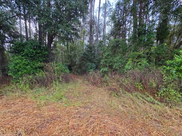 Grassy access trail through a wooded Florida property